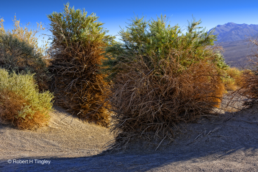 Devils Cornfield #3279